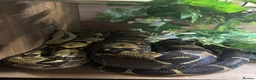 Boa Snake reptiles for sale: Boa and full set up  in Norwich - Advert 1