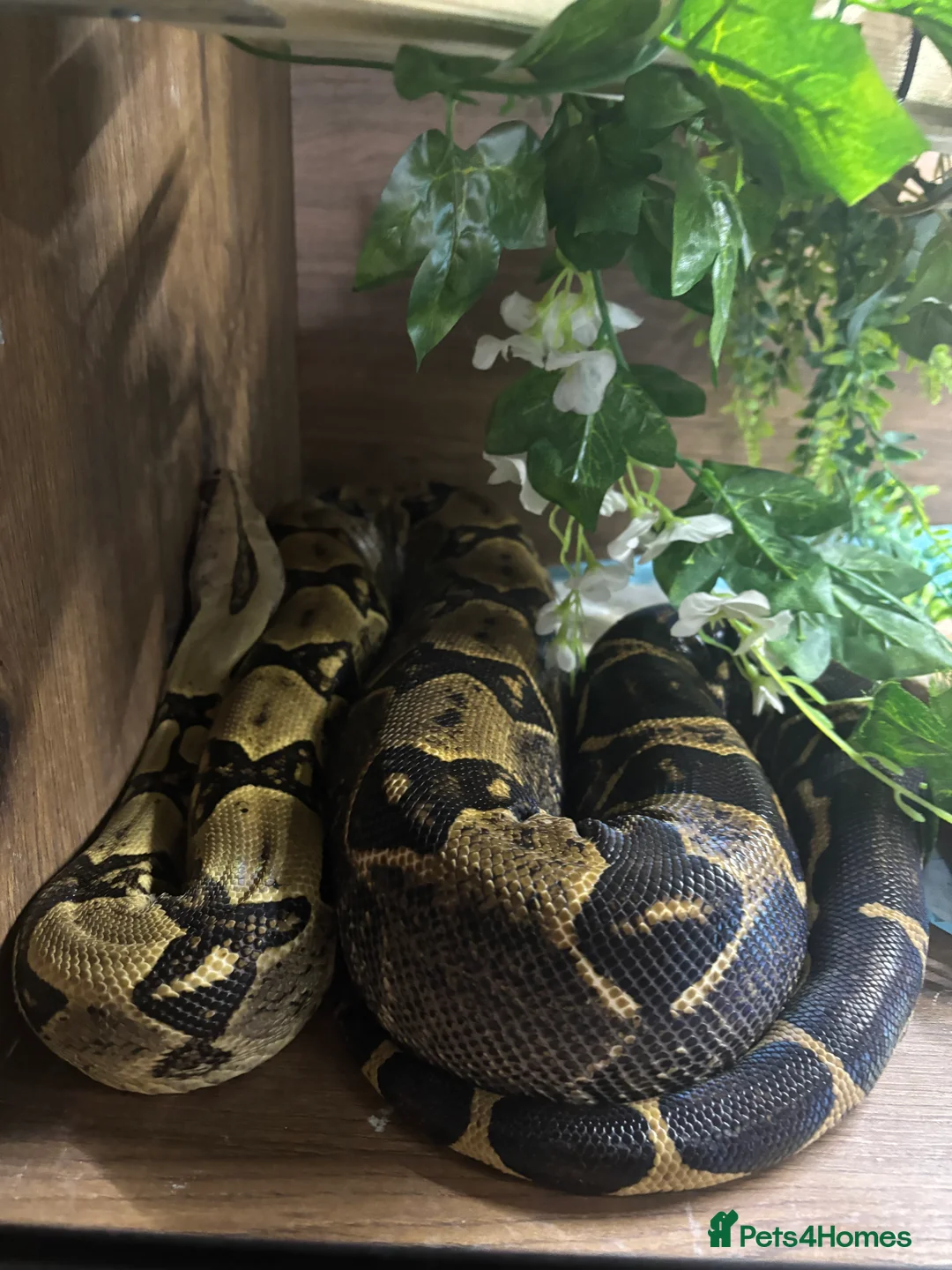 Boa Snake reptiles for sale: Boa and full set up  in Norwich - Advert 1