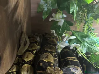 Boa Snake reptiles Boa and full set up in Norwich - Advert 1