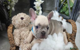 French Bulldog dogs for sale: French bulldog lilac/blue fawn  - Image 10