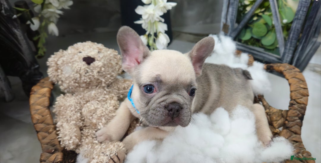 French Bulldog dogs for sale: French bulldog lilac/blue fawn  - Image 10