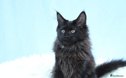 Maine Coon cats for sale: 🔥Last Maine Coon kitten available 🔥 - Image 6
