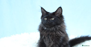 Maine Coon cats - Advert 5