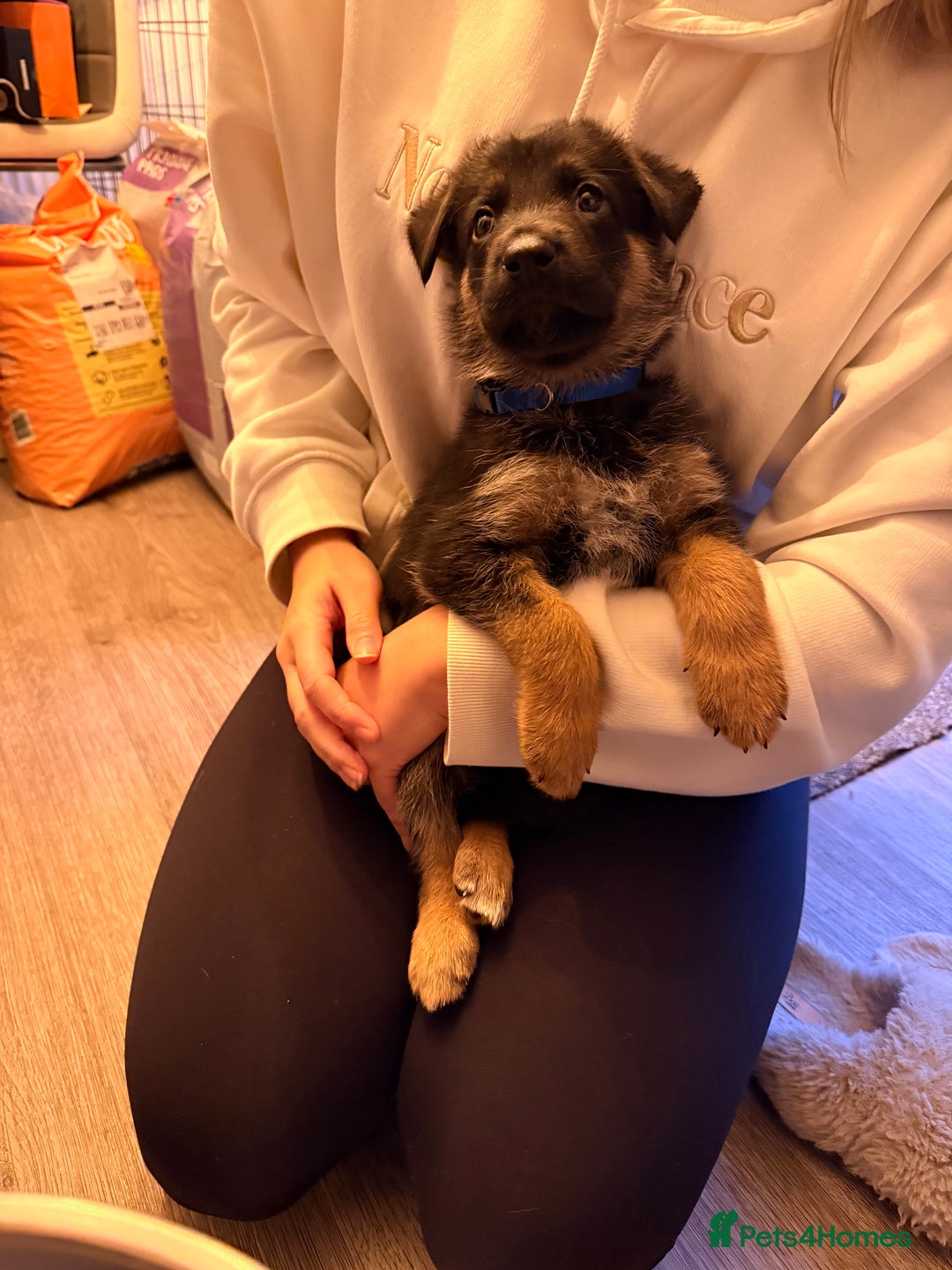 Mixed Breed dogs for sale: Belgian malinois x German Shepherd puppies  - Advert 25