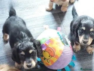 Miniature Dachshund dogs Adorable Home-Reared Miniature Dachshund Puppies - Advert 1