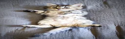 Siberian cats for sale: 🐾 Stunning Siberian cross Maine Coon Kittens 🐾 - Advert 22
