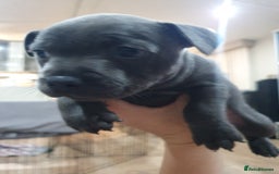 Staffordshire Bull Terrier dogs for sale: blue staffys - Image 4