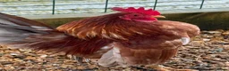 Chickens poultry for sale: Beautiful Trios of Bantams - Advert 11