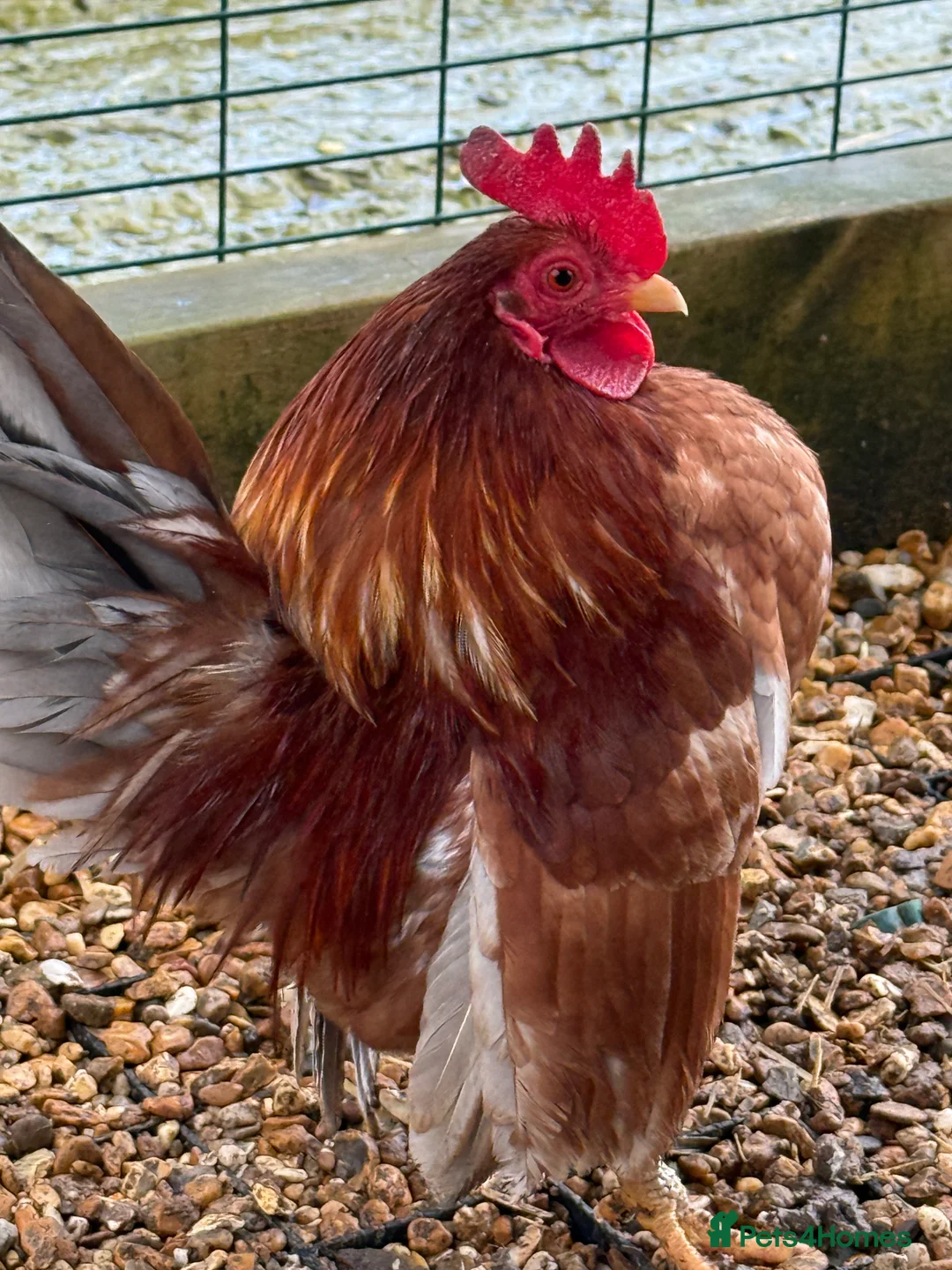 Chickens poultry for sale: Beautiful Trios of Bantams - Advert 11