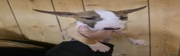 English Bull Terrier dogs for sale:  English bull terrier  - Advert 6