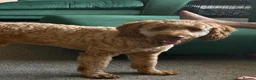 Cockapoo dogs for sale: Male cockapoo in Plymouth - Advert 3