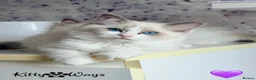 Ragdoll cats for sale: 🐾🩷*TICA REG* EU RAGDOLL KITTENS🌟 DNA CLEAR 🩵🐾 - Advert 4