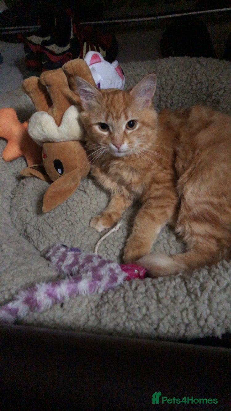 Maine Coon cats Maine coon cat  - Advert 9