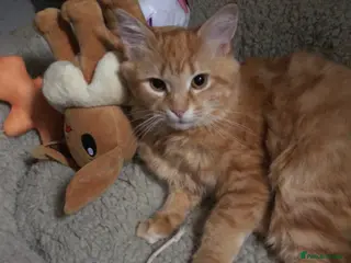 Maine Coon cats Maine coon cat - Advert 9