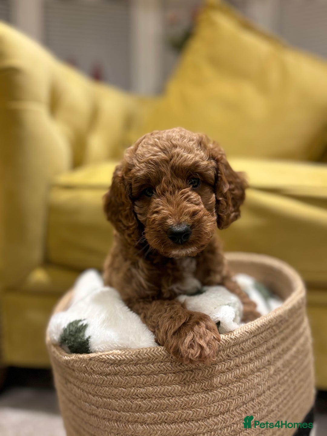 Cockapoo dogs for sale: Beautiful Cockapoo, looking for his forever home.  - Advert 4