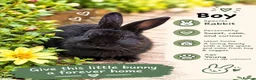 Continental Giant rabbits for sale: Continental giant rabbit  - Advert 3