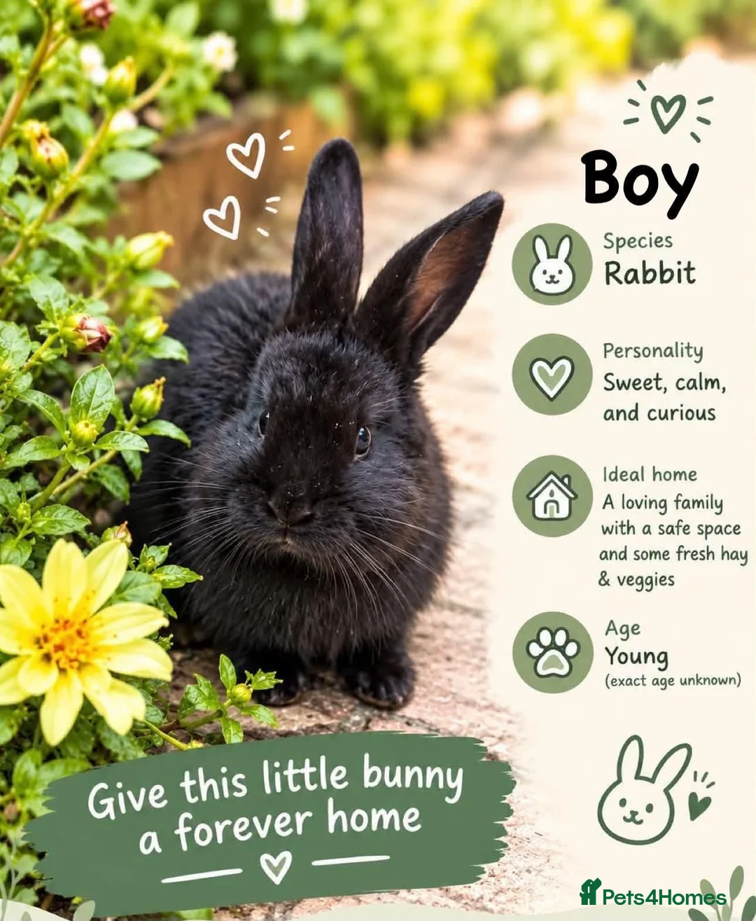 Continental Giant rabbits for sale: Continental giant rabbit  - Advert 2