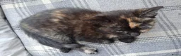 Mixed Breed cats for sale: RARE Tabico kittens 😻 Calico Tabbies  - Advert 16