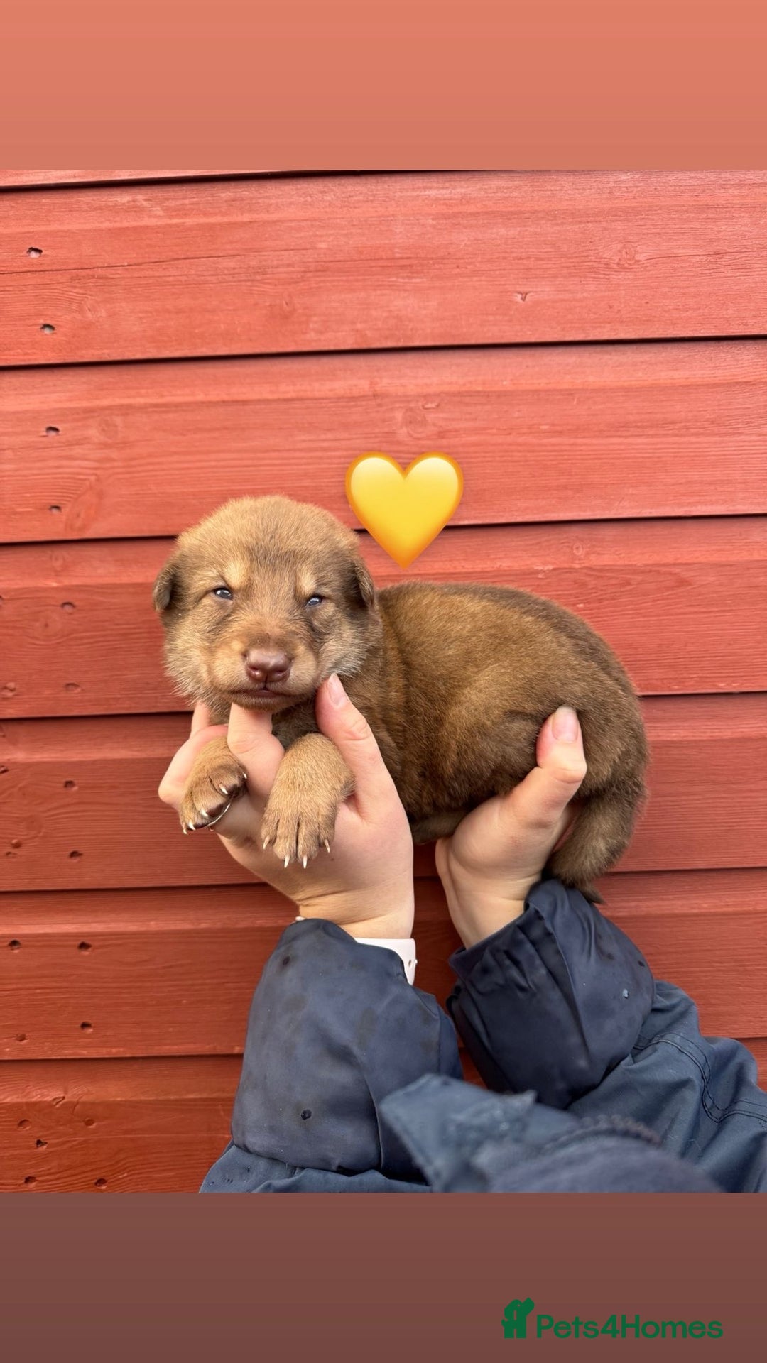 German Shepherd dogs for sale: Stunning German Shepherd X Puppies  - Advert 7