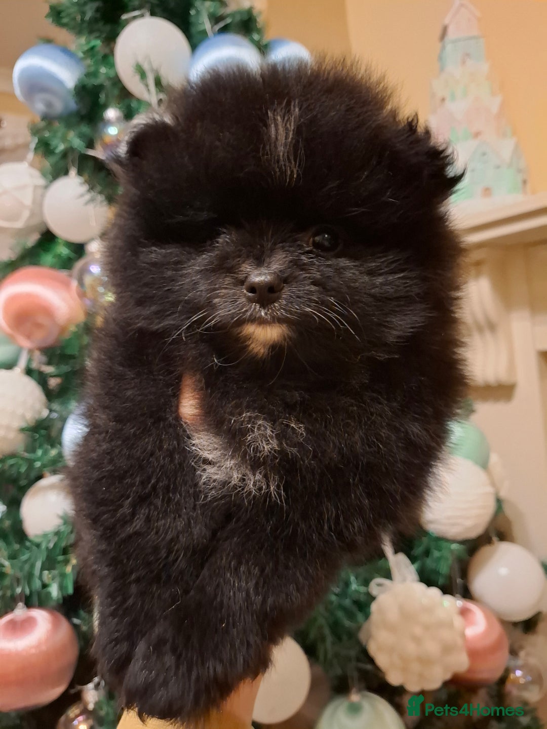 Pomeranian dogs for sale: Pomeranian puppies  - Advert 7