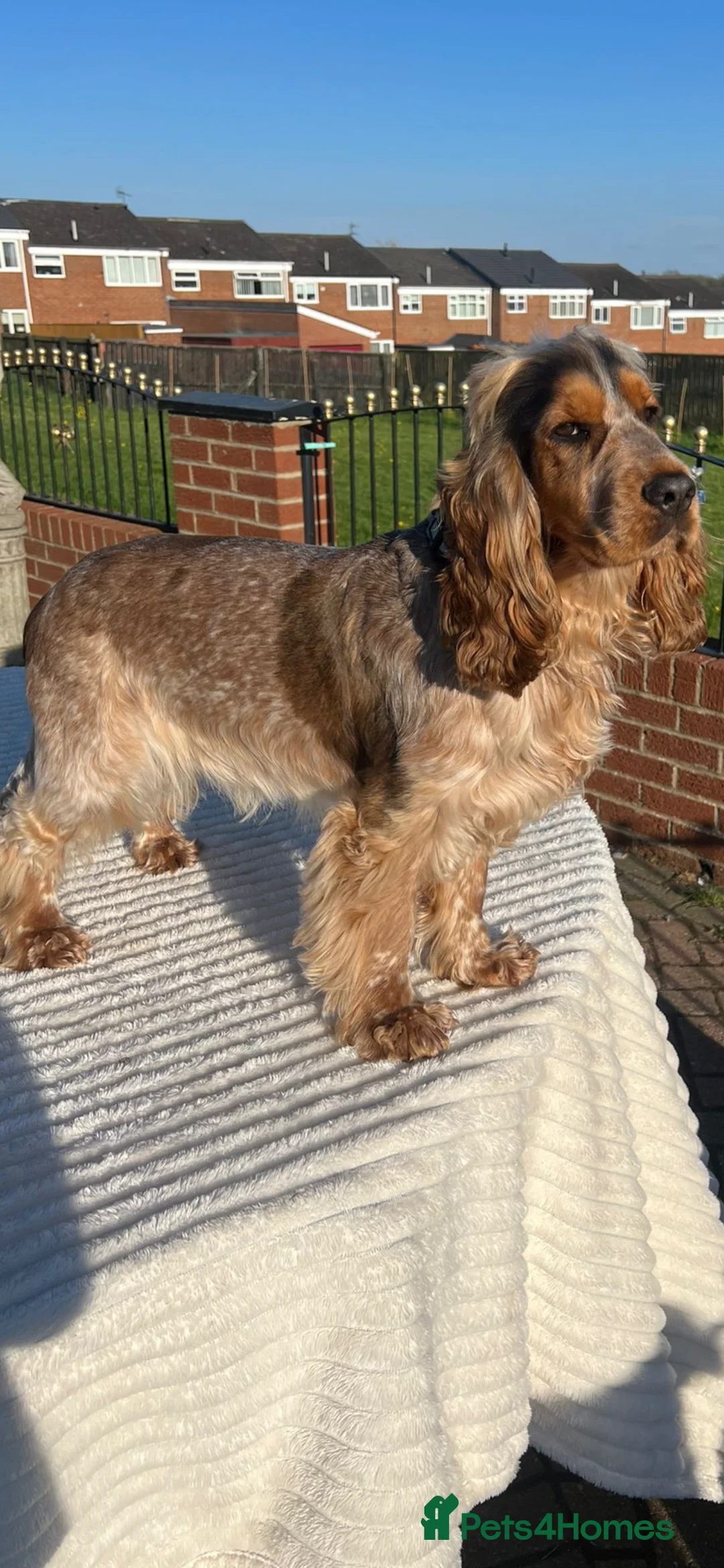 Cocker Spaniel dogs for stud: 2 PROVEN/HEALTH CLEAR KC Show Cocker Spaniels Stud in Shildon - Advert 9