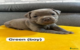 Staffordshire Bull Terrier dogs for sale:   Champion-KC.Reg.Blue Staffordshire Bull Terrier  - Image 1