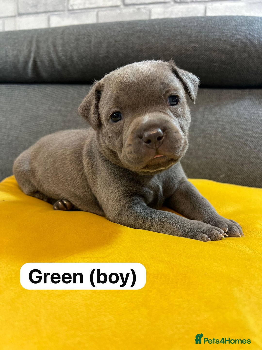 Staffordshire Bull Terrier dogs for sale:   Champion-KC.Reg.Blue Staffordshire Bull Terrier  - Image 1