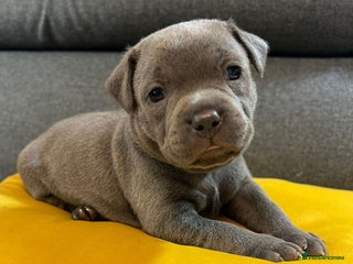 Staffordshire Bull Terrier dogs - Advert 26