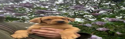 Labrador Retriever dogs for sale: Stunning,confident and loving Labrador puppies.  - Advert 14