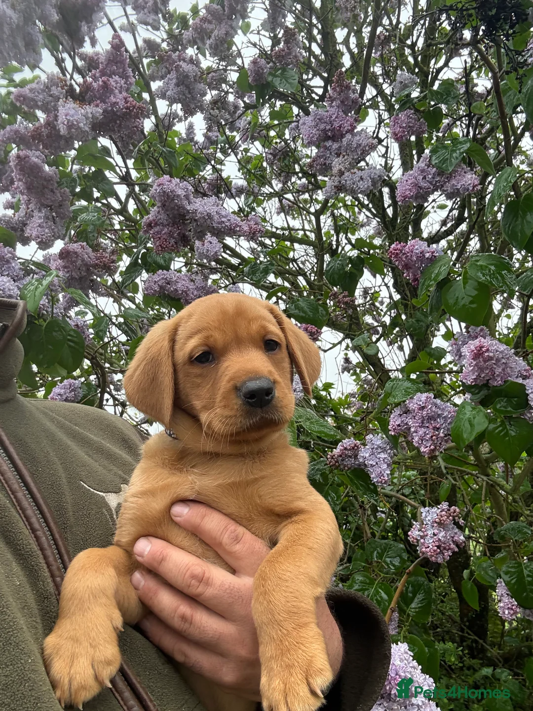 Labrador Retriever dogs for sale: Stunning,confident and loving Labrador puppies.  - Advert 14