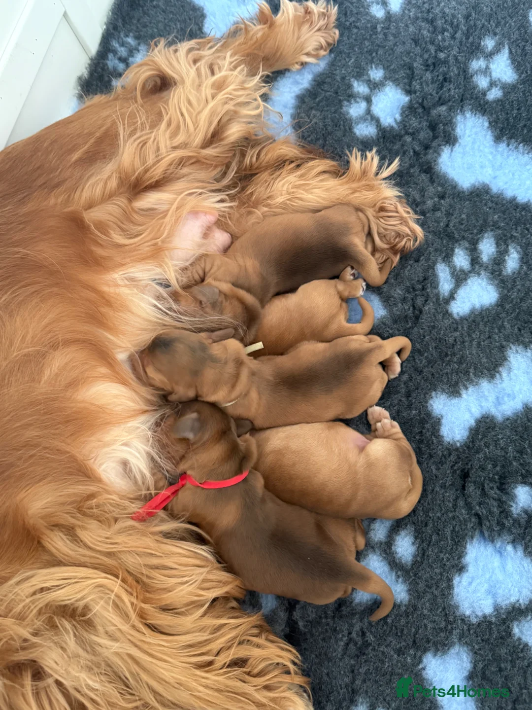 Cocker Spaniel dogs for sale: Villaspaniol lines KC show type cocker spaniels  - Advert 2
