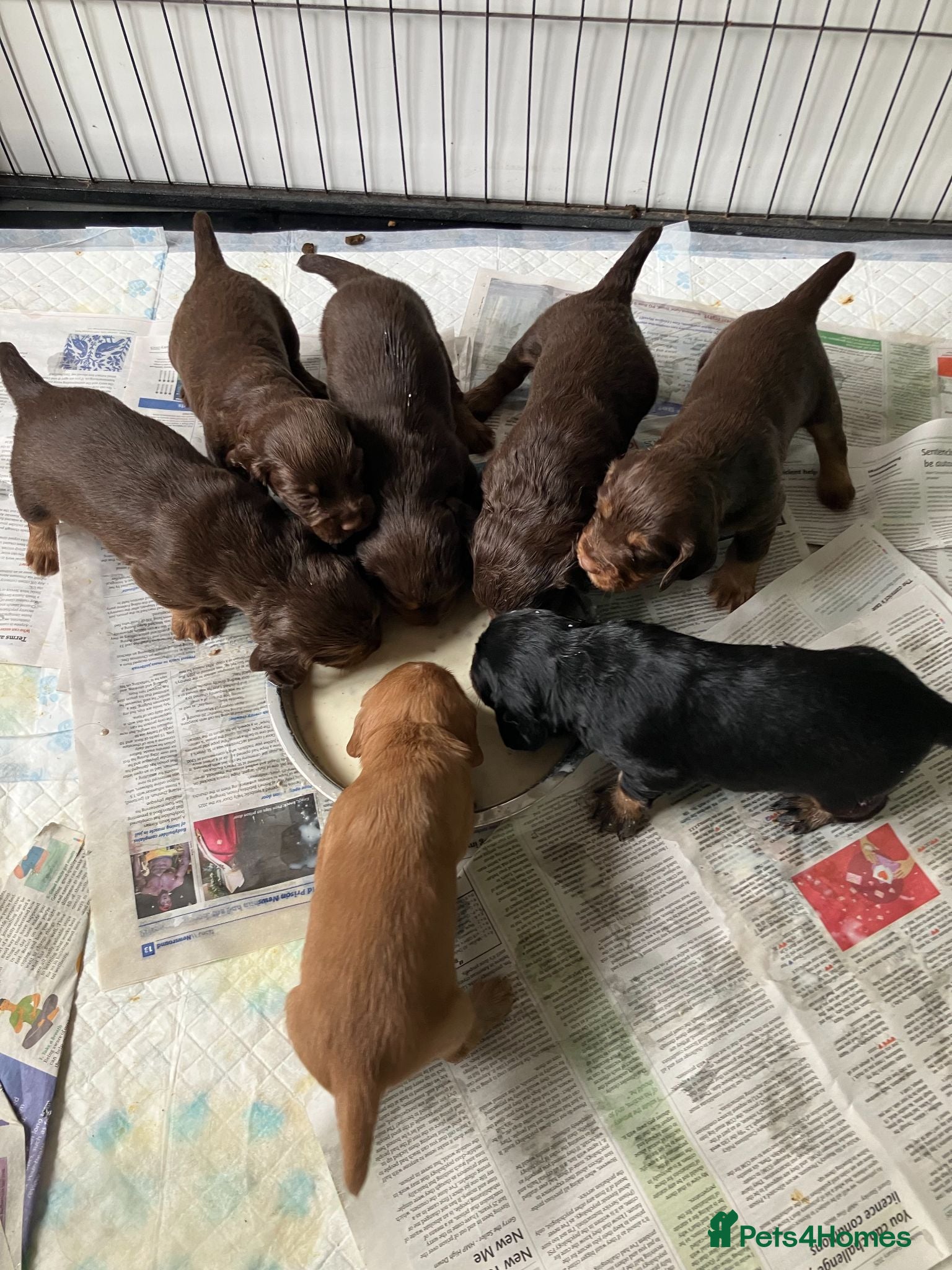 Cocker Spaniel dogs Quality Working Cocker Spaniel Pups KC reg - Advert 1