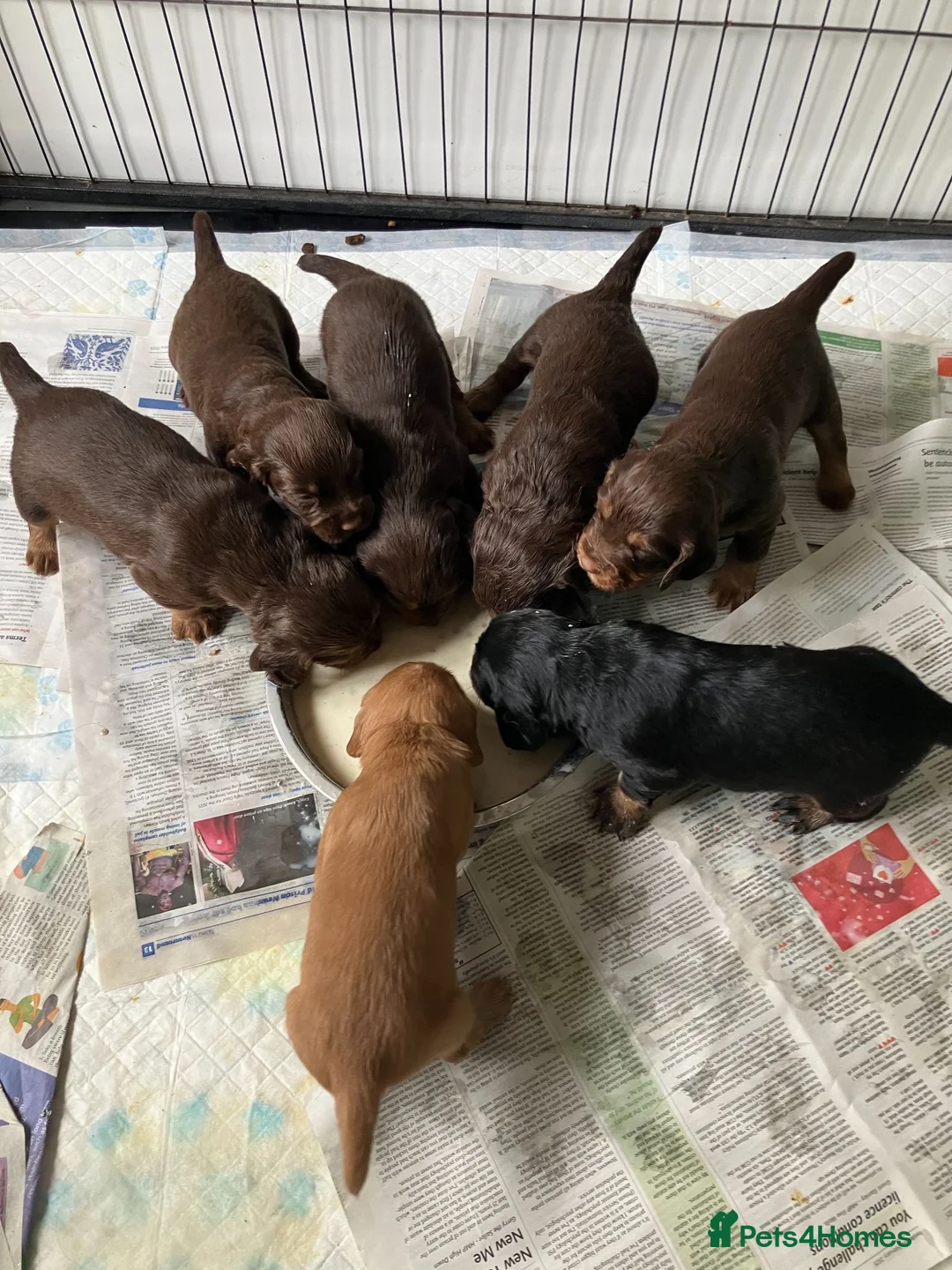 Cocker Spaniel dogs for sale: Quality Working Cocker Spaniel Pups KC reg - Advert 1