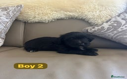 Mixed Breed dogs for sale: 3 yorkshire terrier x Jack Russell  - Image 6