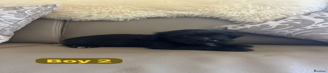 Mixed Breed Puppy 2