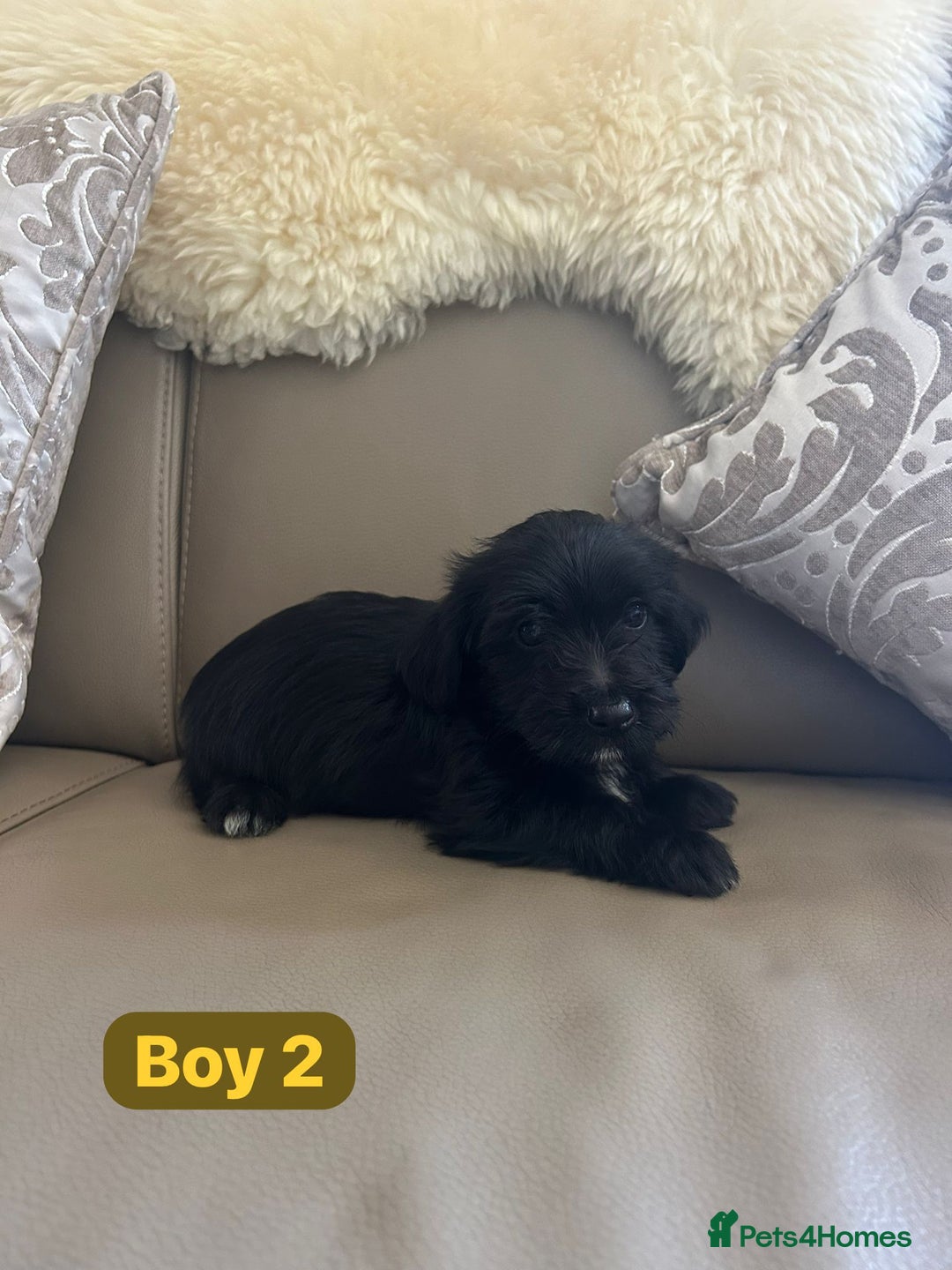 Mixed Breed dogs for sale: 3 yorkshire terrier x Jack Russell  - Image 6