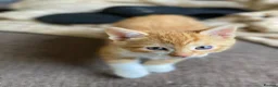 Mixed Breed cats for sale: 🐾 Adorable ginger kittens for sale, Chester 🐾  - Advert 11