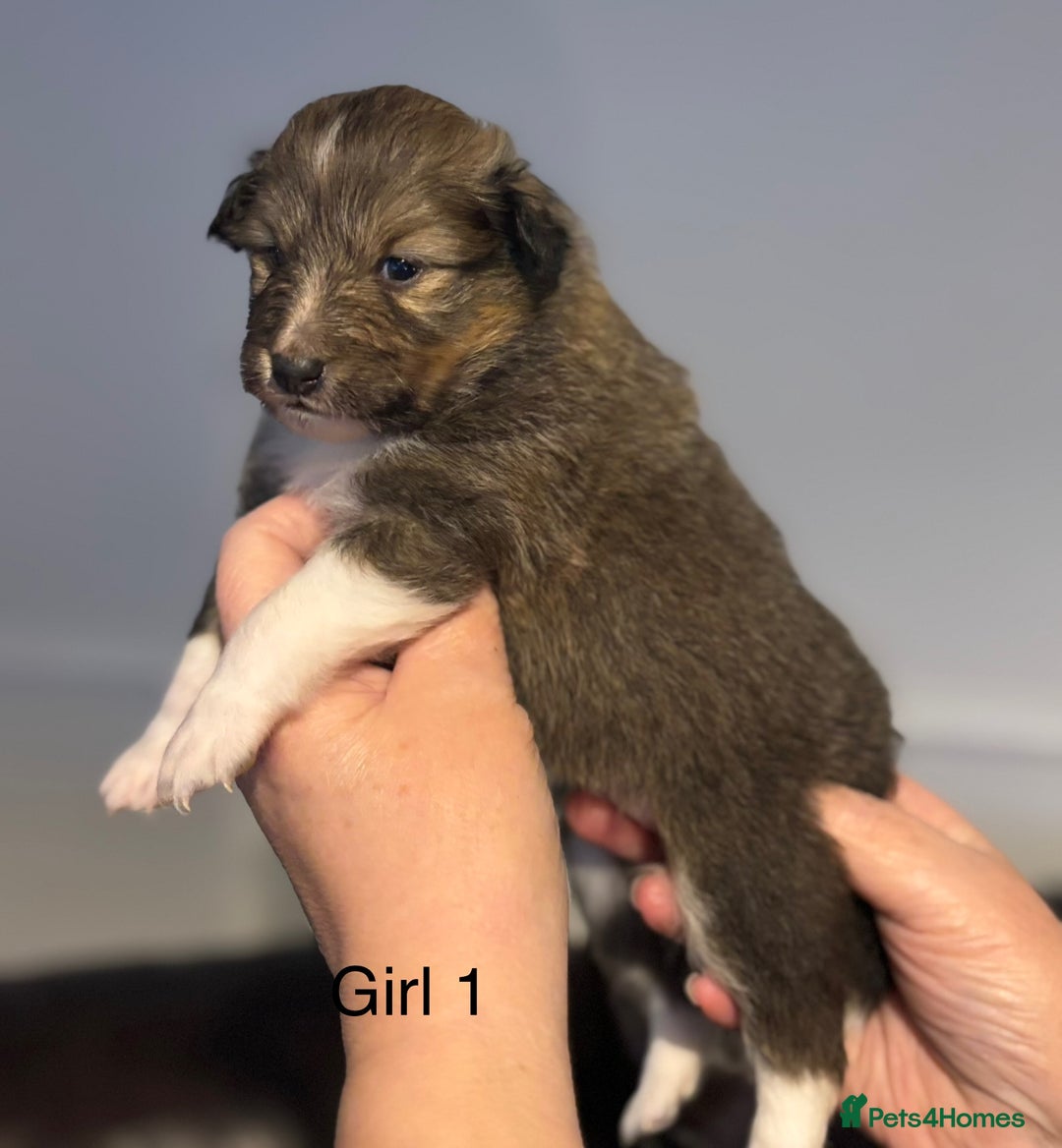 Shetland Sheepdog dogs for sale: Beautiful Shetland sheepdog puppies  - Advert 8