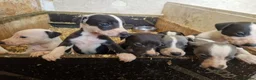 Whippet dogs for sale: Kc whippet puppies  - Advert 4