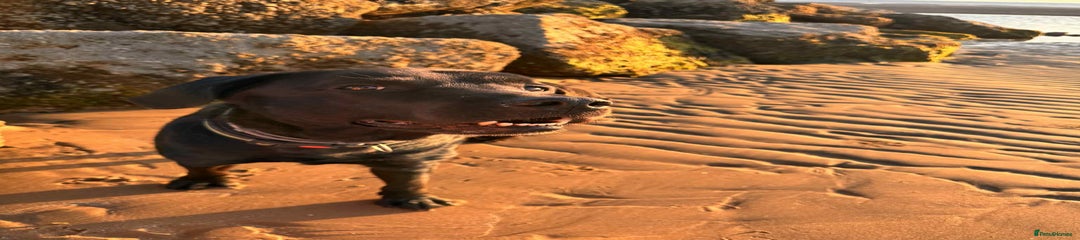 Labrador Retriever 