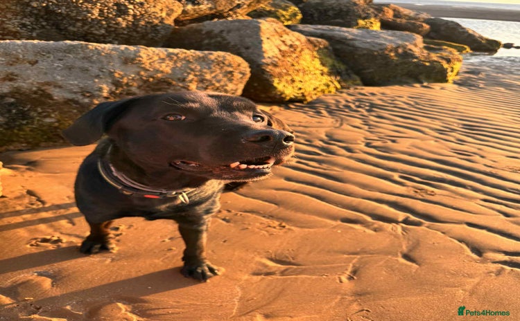 Labrador Retriever dogs - Advert 14