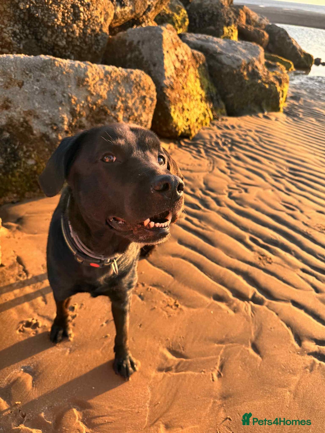 Labrador Retriever dogs for sale: Looking for a Loving Home for Dark - Image 1