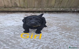 Labradoodle dogs for sale: Labradoodle puppies  - Image 14