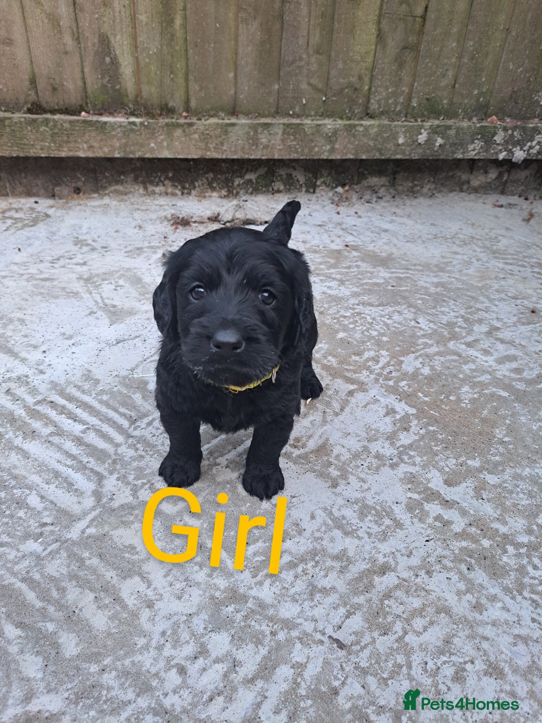 Labradoodle dogs for sale: Labradoodle puppies  - Image 14