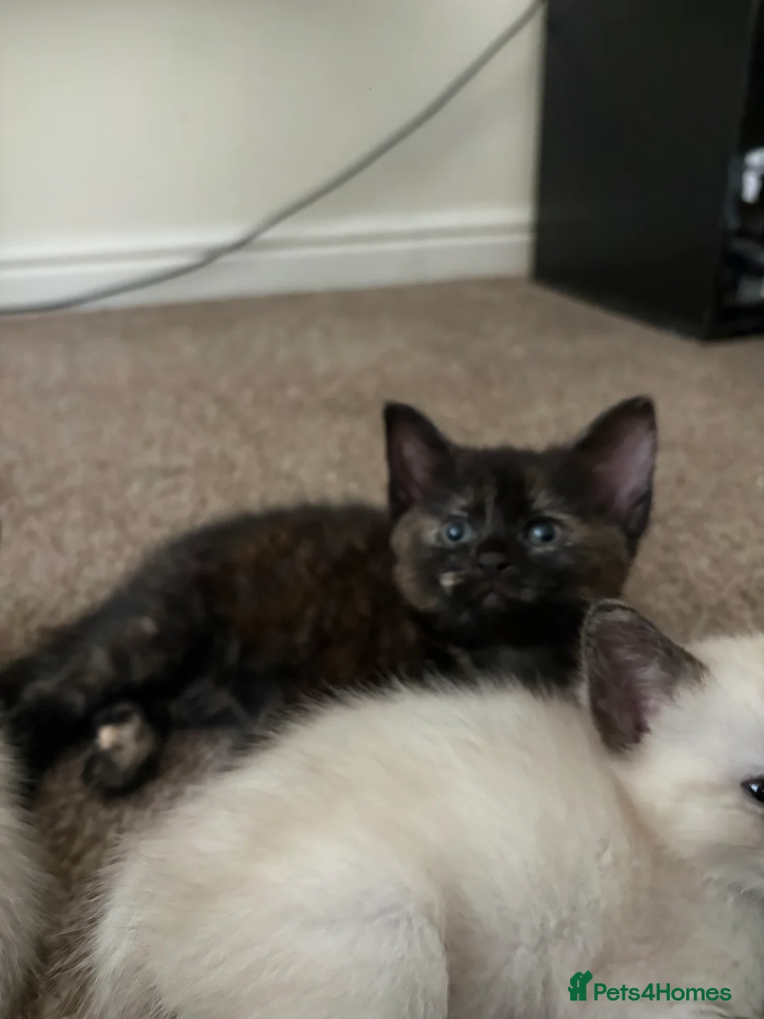 Mixed Breed cats for sale: Winnie  - Advert 2