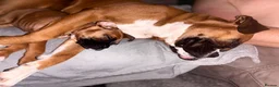 Boxer dogs for sale: Beautiful RED - with BLACK MASK-long tail  - Advert 23