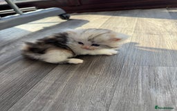 Persian cats for sale: Persian Kittens  - Image 14