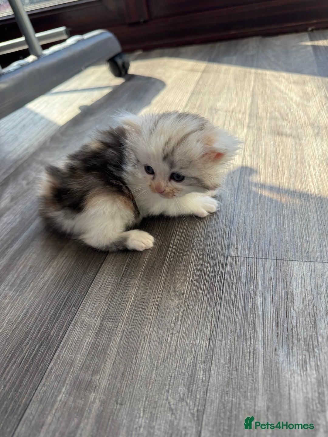 Persian cats for sale: Persian Kittens  - Image 14