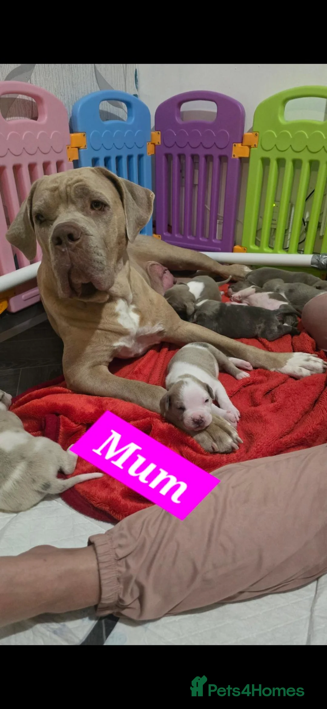 Mixed Breed dogs for sale: American mastiffs in Manchester - Advert 8