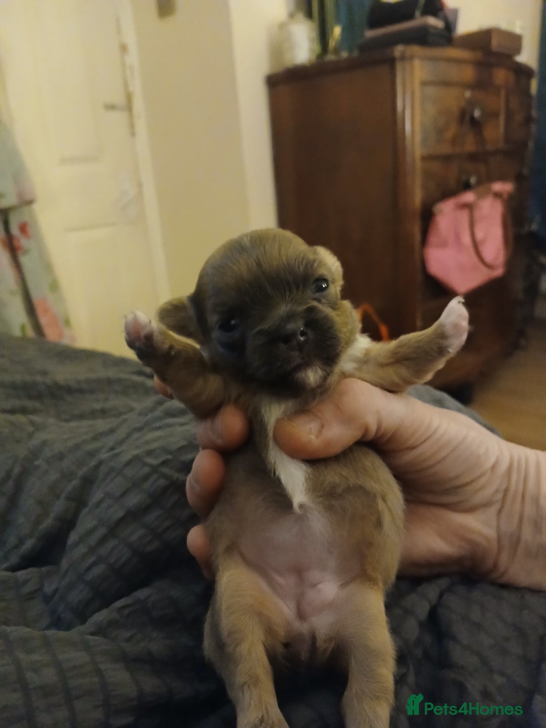 Mixed Breed dogs for sale: JACKAPUGS PUPPIES FOR SALE - Advert 2